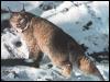 [CanadianLynx-Climbing up snow hill-Looks back]