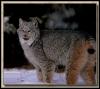 [Lynx 01-Standing in snow]