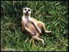 [242-9-Meerkat-relaxing on grass1024]