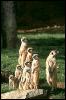 [SDZ 0346-Meerkats-Family-Lineup]