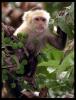 [Capuchin-baru-monkey-63]