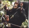 [Monkey03-Chimpanzee-Dinner]