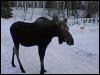 [0208 028-AlaskaMoose-Sitting on Snow]