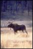 [15600067-Moose-OnGrassland-Autumn]