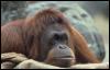 [Photo260-Orangutan-SleepyFaceCloseup]
