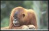 [Photo264-Orangutan-MelancholicFaceCloseup]