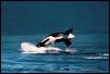 [KillerWhale 101-Orca-Jumping-AbdominalView]