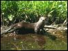 [AmericanRiverOtter 08-By the water-Portrait]