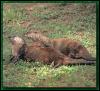 [RiverOtter 03-2Adults-OnGrassfield]