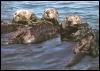 [SeaOtters0]