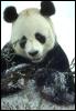 [ATT00054-GiantPanda-Eating bamboo on snow-Closeup]
