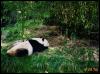 [GiantPanda1a-Relaxing at edge of bamboo forest]
