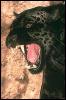 [SDZ 0153-BlackJaguar-Panther-Roaring]