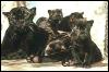 [SDZ 0154-BlackJaguars-Panthers-Family]