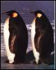 [2EmperorPenguins-Standing on shore]