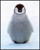 [EmperorPenguin1-Little chick stands on snow]