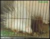 [Albino Asian Porcupine-In Cage]