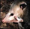 [Opossum 0-MomNBaby-FaceCloseup]