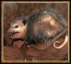 [Opossum 01-OnLog]