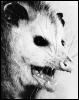 [Opossum 1-FaceCloseup]