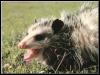 [Opossum 12-Snarls on the grassland]