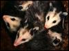 [Opossum 2-Pack-Family InLogHole]
