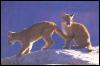 [Cougar-cubs06]