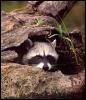 [Raccoon12-Face Closeup-In Log Hole]