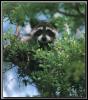 [Raccoon 06-Hidden-OnTree]