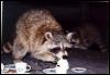 [raccoon TeaParty2]