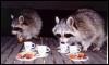 [raccoon TeaParty3]