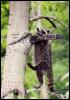 [tree-raccoon3]