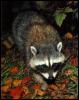 [wffm031-AmericanRaccoon-Out of forest-Closeup]
