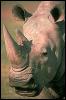 [SDZ 0329-Rhinoceros-Face-Closeup]