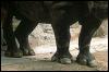 [SDZ 0333-Rhinoceros-Foot-Closeup]