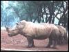 [rhinoceros-anim039]