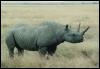 [safari28 rhinoceros]