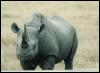 [safari29 rhinoceros]