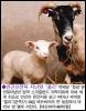 [199707260023-SheepClone-lamb-Polly]