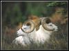 [DallSheep 36-Pair sitting in forest]