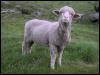 [Photo014-DomesticSheep-Lamb]
