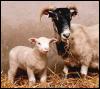 [SheepClone-Lamb-Polly with poster mother]