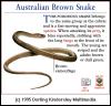 [DKMMNature-Reptile-AustralianBrownSnake]
