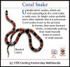 [DKMMNature-Reptile-CoralSnake]