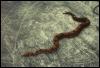 [SimoneDeCommonBoaConstrictor snake]