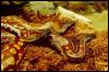 [StLouisZoo-Snakes01-BoaConstrictors]
