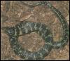 [snake26-LiophisAnomalus]