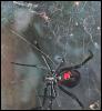 [BlackWidowSpider-Mom n spiderlings on web]