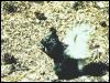 [aed50018-BlackSquirrel-Eating nut on the ground]