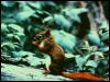 [aed50022-AmericanRedSquirrel-Eating nut on trunk]